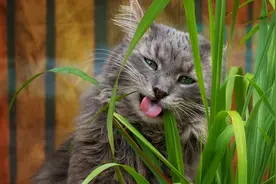 猫吃草仅仅是为了化毛？别天真了，猫咪吃草其实还有这些好处呢图片
