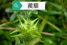 中药古今研究：蒺藜图片