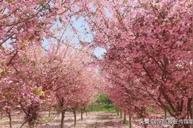 整片花海太美了！就在许昌……图片