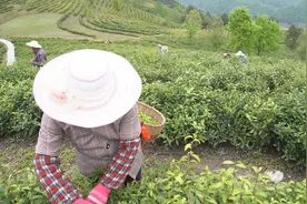 习近平陕西行丨走进平利县茶业现代示范园区图片