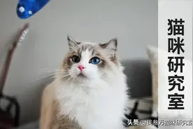 「猫粮的价格秘密1.0」如何买到便宜的国产猫粮？图片