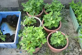 10粒花生米丢花盆里，一个月成漂亮小盆栽，秋天还有小收获小惊喜图片