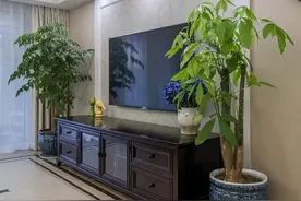 电视柜旁边养什么花？三种花卉观赏价值高，提升客厅档次图片