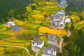 霸屏央视当主角！昭化卫子镇万亩油菜花进入最佳观赏期！图片