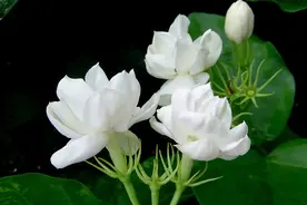 好一朵美丽的茉莉花图片