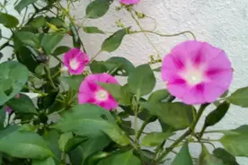 《牵牛花》图片