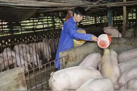 90后小伙深加工麸皮价格涨10倍，农村喂猪现遭人抢购，看看啥情况图片