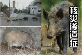 日本十万头变异野猪，核辐射杂交种习性改变！科学家警告人猪冲突图片