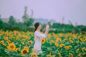 美照攻略丨趁向日葵未低头，来做我眼中最灿烂的“小太阳”！图片