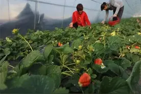 草莓早衰、叶片干枯？果农朋友别着急，了解相关方法高效种植草莓图片