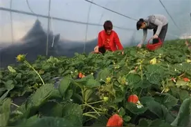 草莓早衰、叶片干枯？果农朋友别着急，了解相关方法高效种植草莓图片