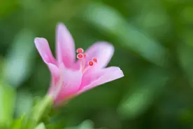 速读天秤：桃花很旺，让人羡慕，但对这个星座不一定是好事图片