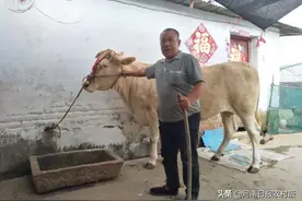 “牛专家”放下“牛脾气”图片