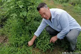 看山员情怀（16）那年我被“计生”了！（山径杨进文）图片