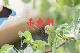 噻虫胺和噻虫嗪，能替代吡虫啉的杀虫剂，二者有何区别？如何选择图片
