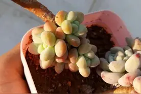 多肉植物根须撑破盆了？现在动手换盆土，注意3步，服盆没问题图片