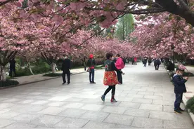 安徽：中科大校园樱花绽放图片