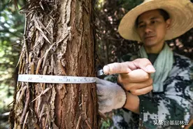 农村农民申请砍伐自家树木切记这三点，否则申请批准了也不管用图片