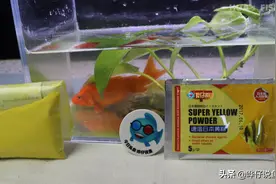 辟谣！黄粉居然成了万能鱼药？观赏鱼得了病，切勿迷信神医神药图片