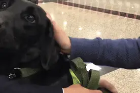 检疫犬被人踢了一脚，委屈巴巴求安慰？你可能被“忽悠”了图片