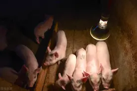 百元猪崽，6元猪价，10元肉价，养猪和卖肉的都在亏那谁在赚？图片