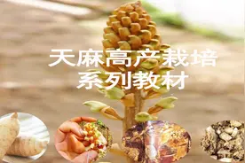 天麻高产栽培之蜜环菌的制作，学会菌种生产，农业致富路上有保障视频封面