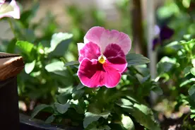 早春花园日记 三色堇 牵牛花图片