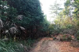 完善封山育林管理的重要性 提高森林蓄水保土效益图片