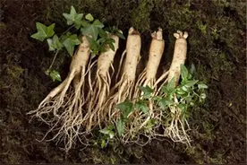 人参的种植技术，想要提高产量，掌握以下这些方法很重要图片