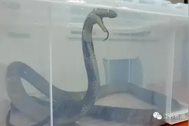 海关截获4米长活体眼镜王蛇！网友：一个近景，腿软了......图片