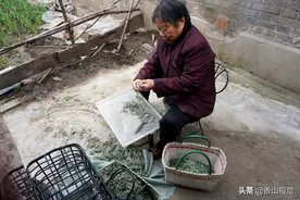 河南山村老人用白蒿做农村美食，为啥只有正月里能吃，你知道不图片