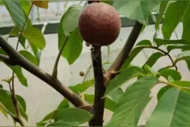冠核紫皮红仁核桃苗果实为红色营养价值高薄皮核桃苗图片