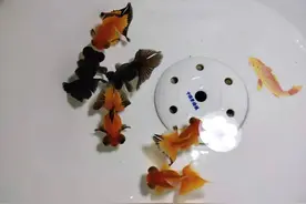 繁殖小金鱼不是难题，没必要去看理论知识，操作几次就会了图片