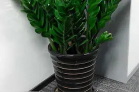 春节期间，客厅摆6种“富贵树”，美观又大方，顺顺利利图片