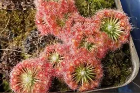 这几款植物可以当作“宠物”来养，越养越喜欢图片