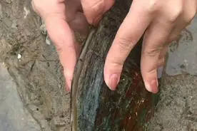 女子在河边洗衣服无意捡到一个贝壳，当她打开后，高兴地跳了起来图片
