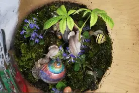用家用酿葡萄酒的罐子自制蜗牛乐园图片