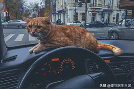 橘猫碰瓷出租车司机，却意外成为网红，粉丝百万走上喵生巅峰图片