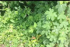 随处可见的拉拉秧有啥用途？有经验的老农说：大人孩子都会用到图片