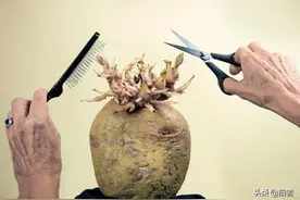 纪实摄影顶流马丁·帕尔加盟，首届“土豆摄影师大赛”是个什么来头？图片