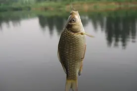 活鱼保鲜方法图片