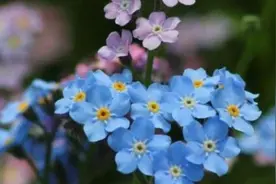 勿忘我花种子种植方法图片