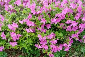 待到山花烂漫时  满山坡上映山红图片