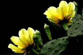每日一花（仙人掌花）图片