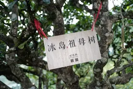 动辄百万，价比黄金？普洱老茶为什么能卖出千万天价？图片