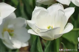 白郁金香花色洁白，纯情单恋纯洁的爱图片
