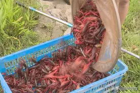 锦鲤、对虾、小龙虾...德阳这个村把泉水资源用得淋漓尽致！图片