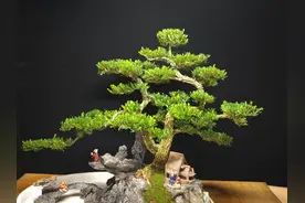 带假山造景的艺术盆景，美图片