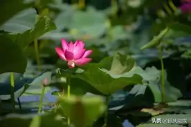 美 “醉” 丨芙蓉雨后艳，妫川美如画图片