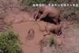 象群为何爱洗澡？不只是在玩水哦图片